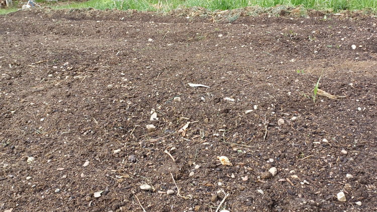 Plants for Poor Soil Conditions
