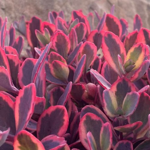 Easy Care Plants