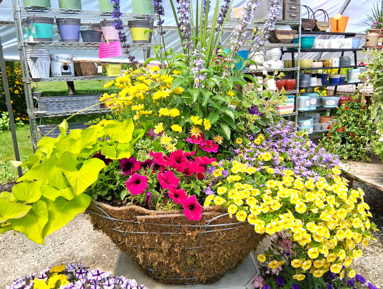 Container Plants
