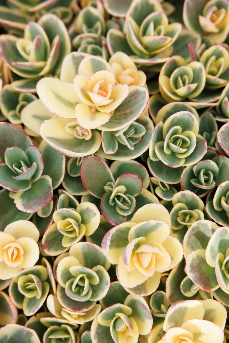Stonecrop Sedem Succulents