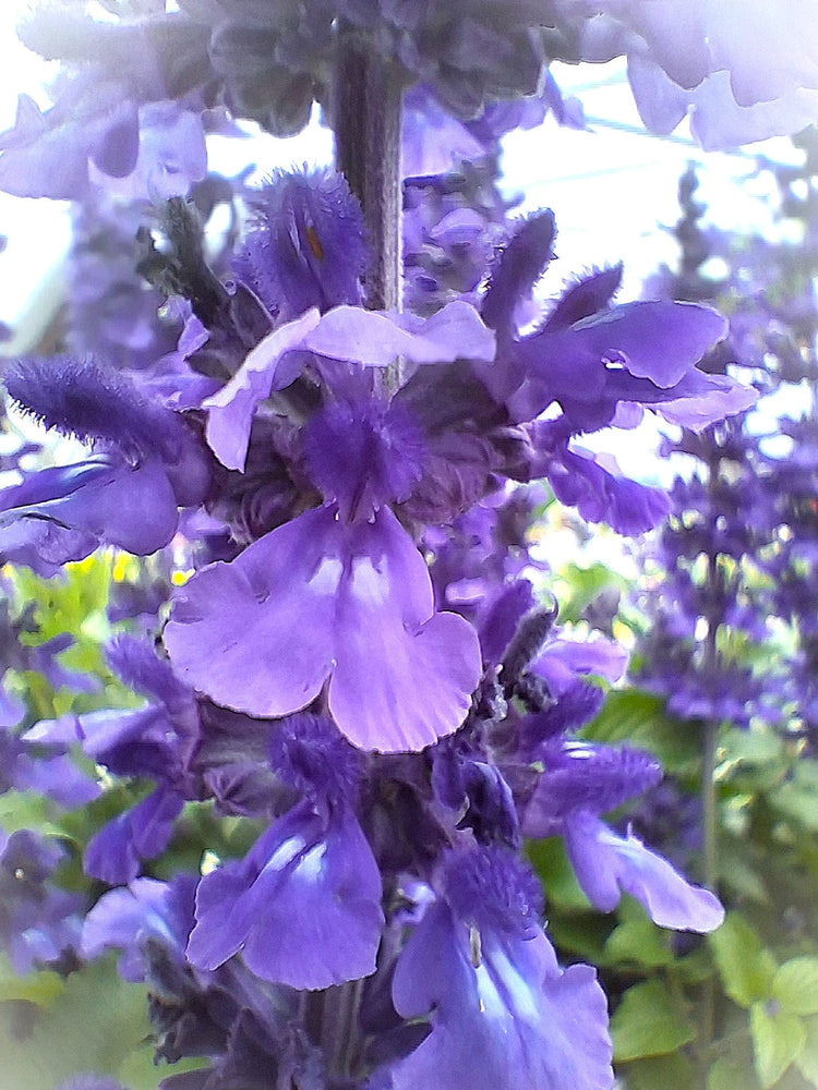 Sage (Salvia)