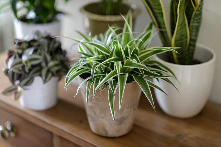 House Plants