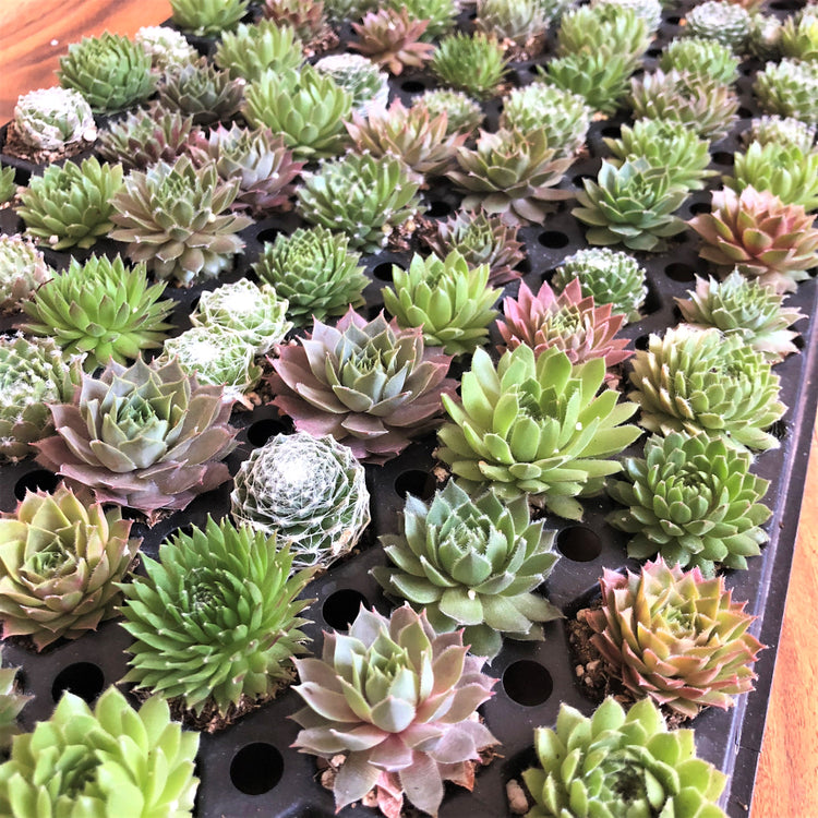 Succulents