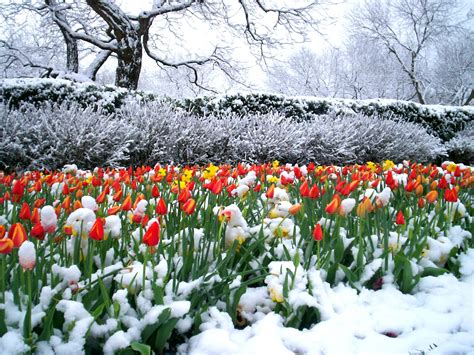 Cold Hardy Plants