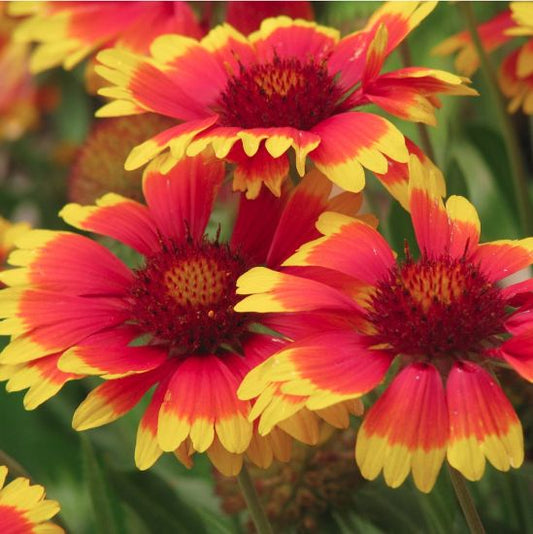 Goblin Blanket Flower - Gaillardia Perennial Plant - 1 quart pot