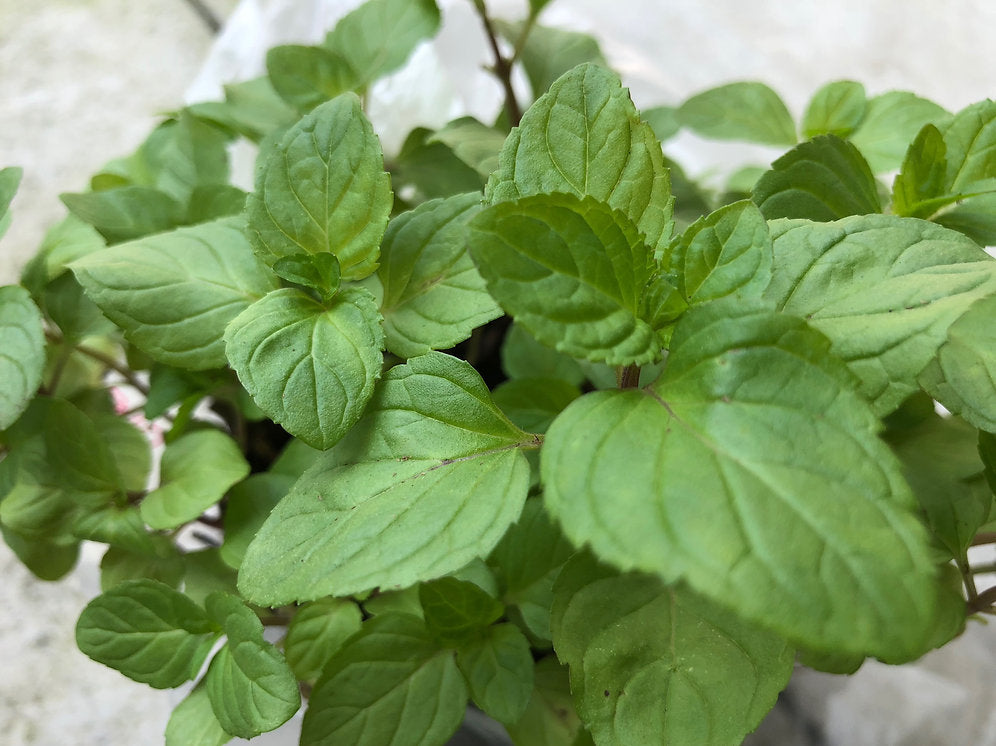 Orange Mint Herb Plant - 4 inch pot