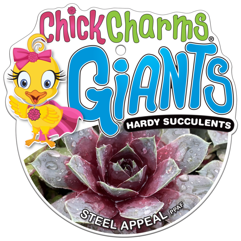 Chick Charms® Steel Appeal™ Giant – 4 Inch Pot | Hardy Giant Sempervivum