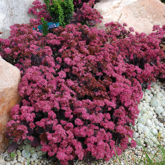 Sedum SunSparkler 'Plum Dazzled' Stonecrop, 4" Pot Live Plant