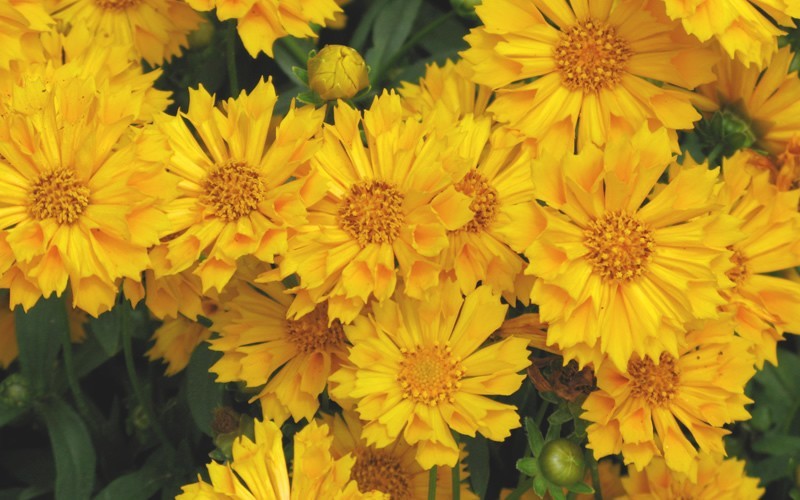 Coreopsis 'Jethro Tull' Tickseed, 1 Quart Pot Live Plant