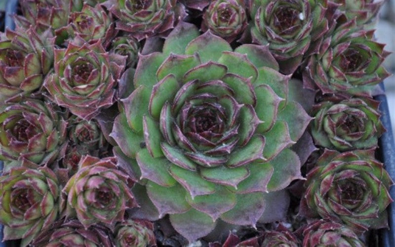 Sempervivum 'Silverine' Chicks & Hens, 4" Pot Live Plant