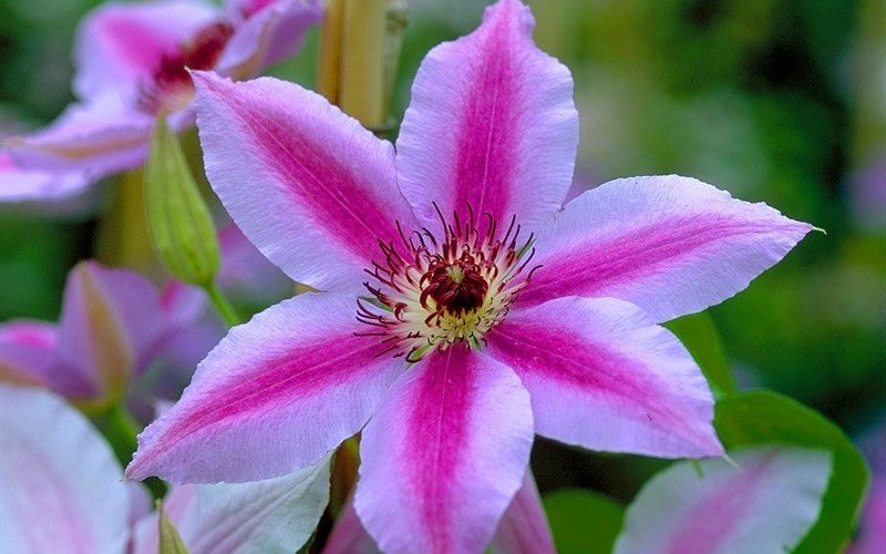 Nelly Moser Clematis Plant - 1 gallon pot