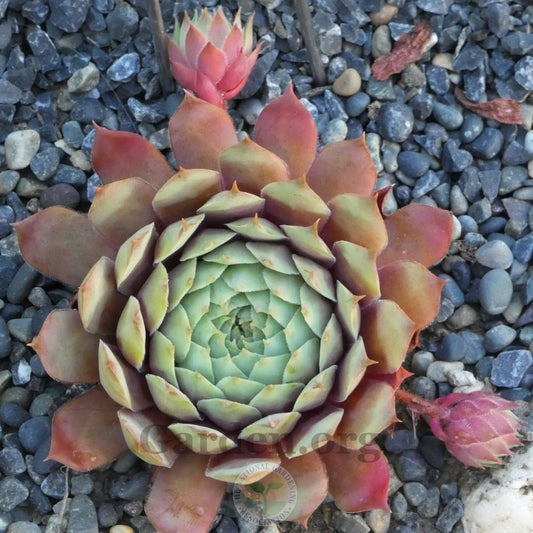 Sempervivum 'Pluto' Hens & Chicks, 4" Pot Live Plant