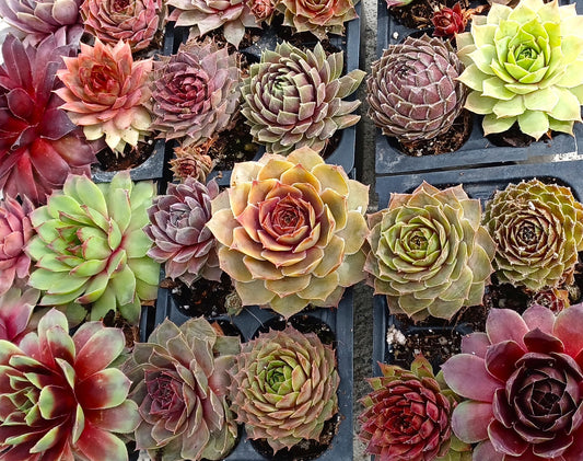 Mini Succulents Live Sempervivum Hen and Chicks Plants Live Succulents Fairy Garden Plants Wedding Favors Party Favors  2"- 36 pack Variety