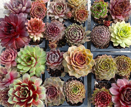 Mini Succulents Live Sempervivum Hen and Chicks Plants Live Succulents Fairy Garden Plants Wedding Favors Party Favors  2"- 36 pack Variety