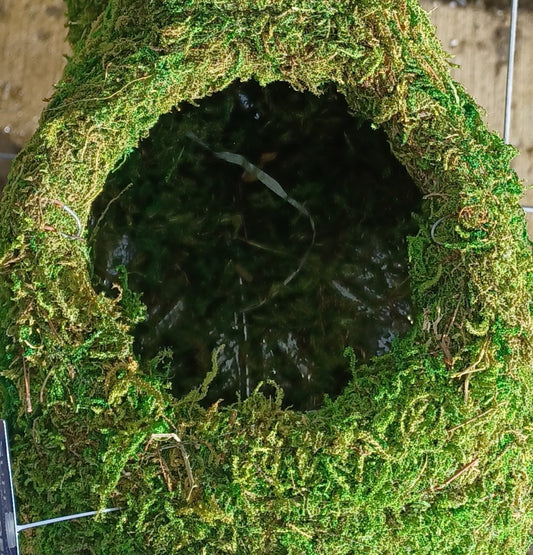 Reindeer Deco Planter made with Preserved Mountain Moss by Supermoss™