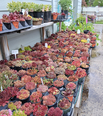 Cold Hardy Succulents 10-Pack Assorted Hen and Chicks plants - 4" pots