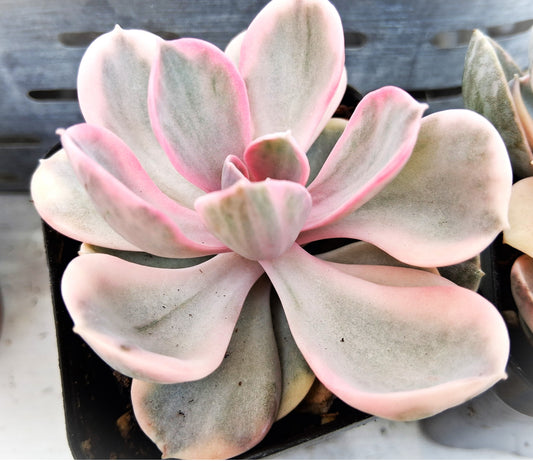 Rainbow Echeveria - Tender Succulent Indoor Houseplant  2x3" Pot