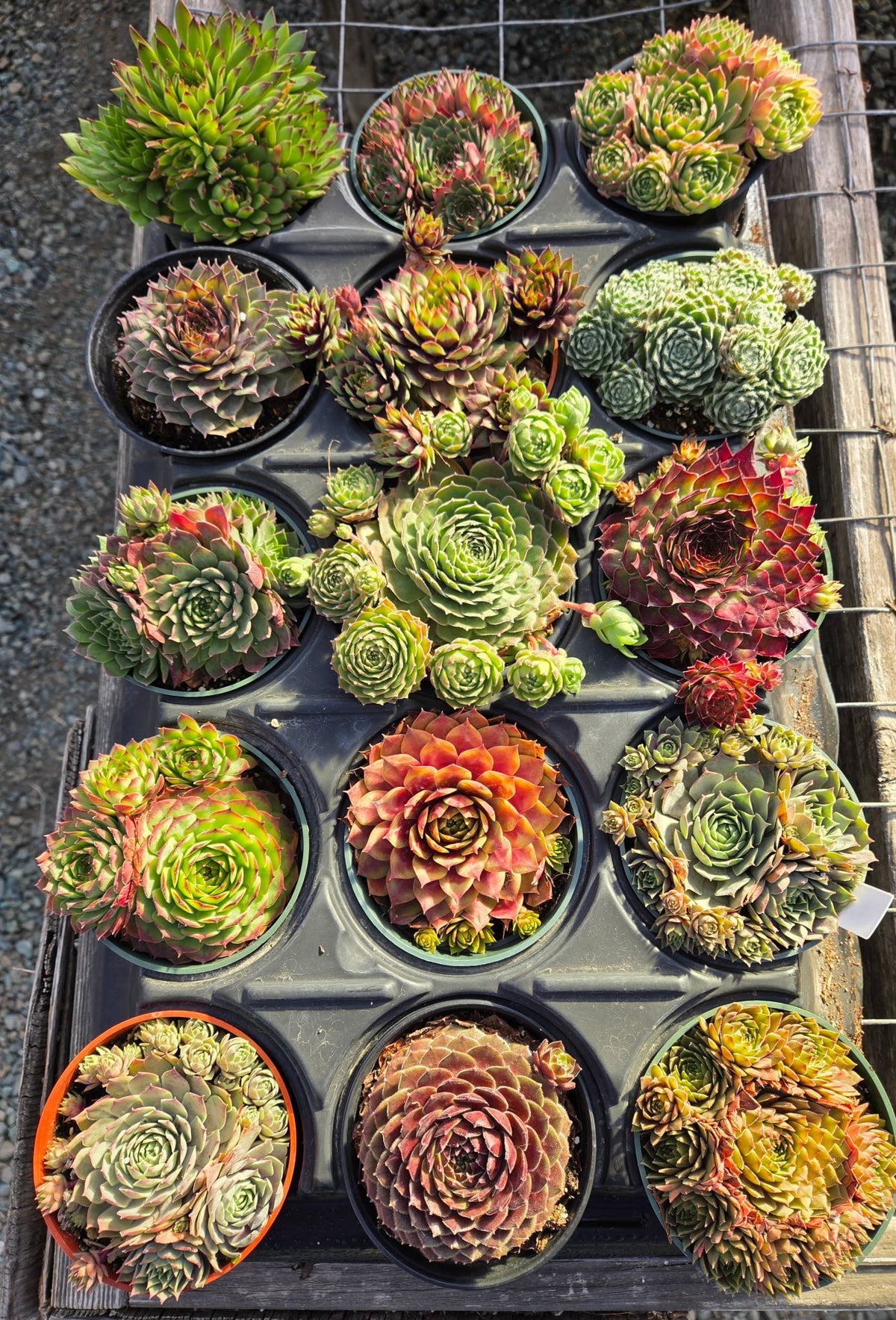 Cold Hardy Succulents 10-Pack Assorted Hens & Chicks – 4 Inch Pots