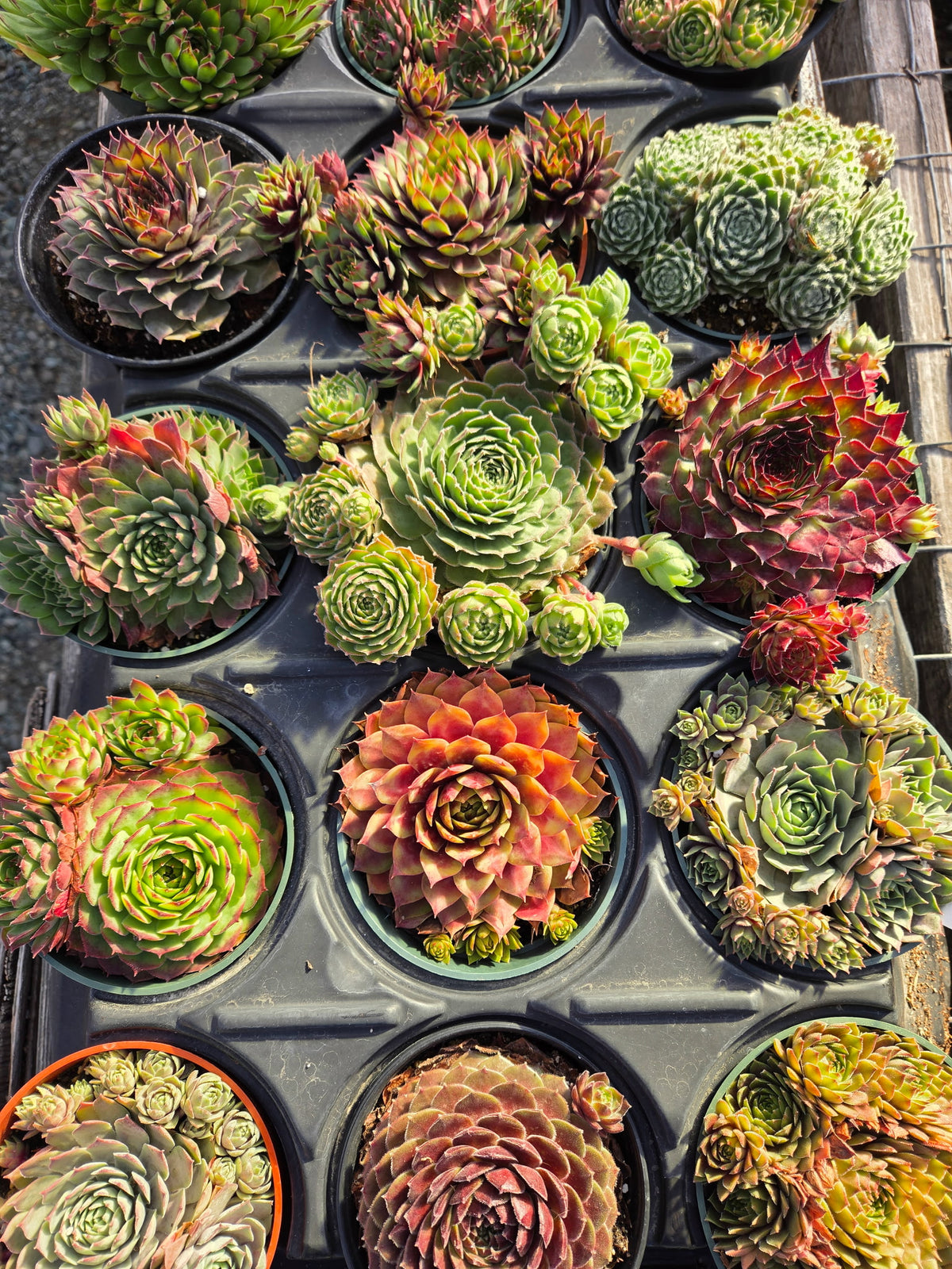 Cold Hardy Succulents 10-Pack Assorted Hens & Chicks – 4 Inch Pots