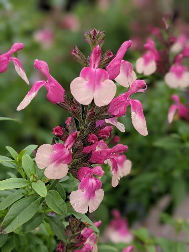 Bicolor Rose Autumn Sage - Salvia Greggii Plant by Mirage™­ - 1 qt pot