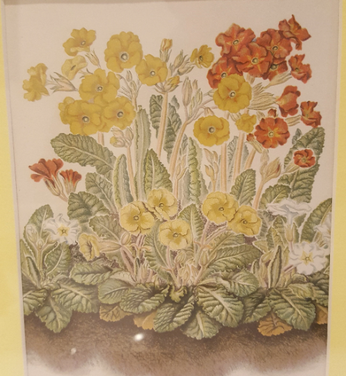 Vintage Primrose Print Framed Floral Decor