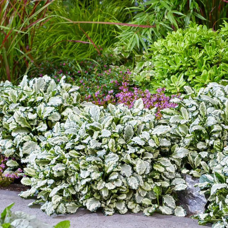 Ajuga 'Princess Leia' Bugleweed, 4" Pot Live Plant