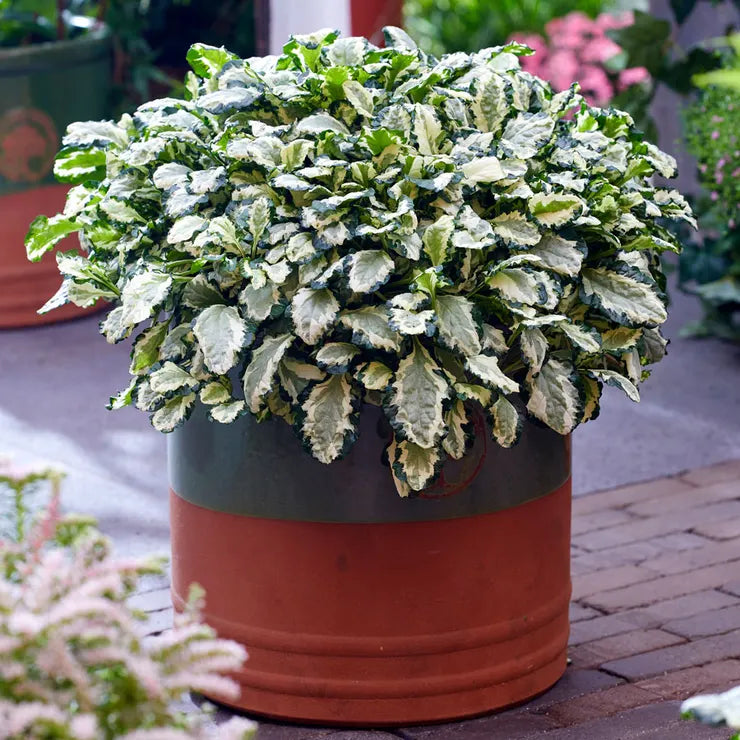 Ajuga 'Princess Leia' Bugleweed, 4" Pot Live Plant