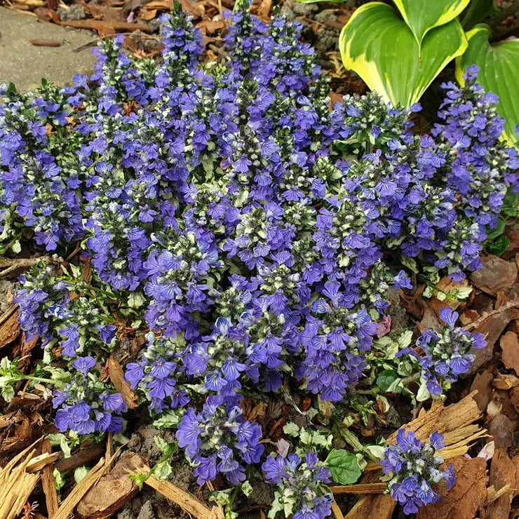 Ajuga 'Princess Leia' Bugleweed, 4" Pot Live Plant