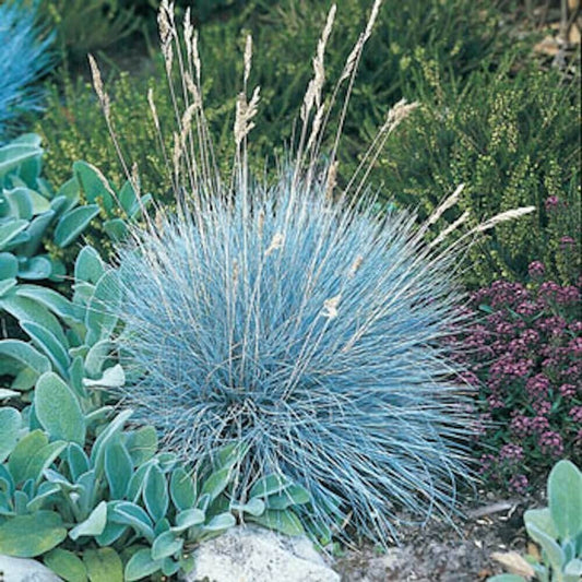 Festuca 'Cool as Ice' Blue Fescue Ornamental Grass, 1 Quart Pot Live Plant