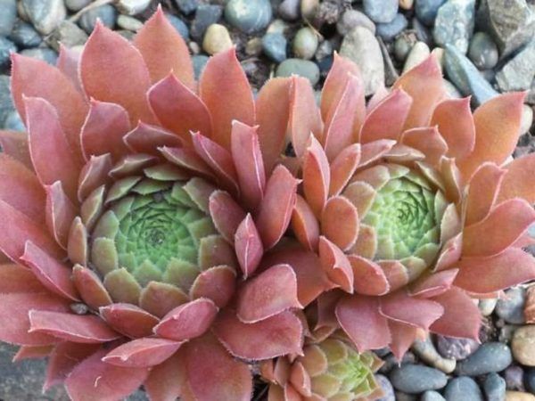 Sempervivum 'Faramir' Chicks & Hens, 4" Pot Live Plant