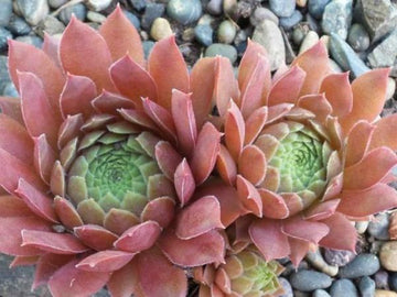 Faramir Succulent - Hens & Chicks Houseleek Sempervivum Plant - 4 inch pot