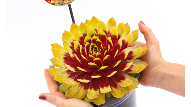 Gold Mine Giant Succulent - Hens & Chicks Houseleek Sempervivum Plant by Chick Charms® Giants Collection - 6 inch pot