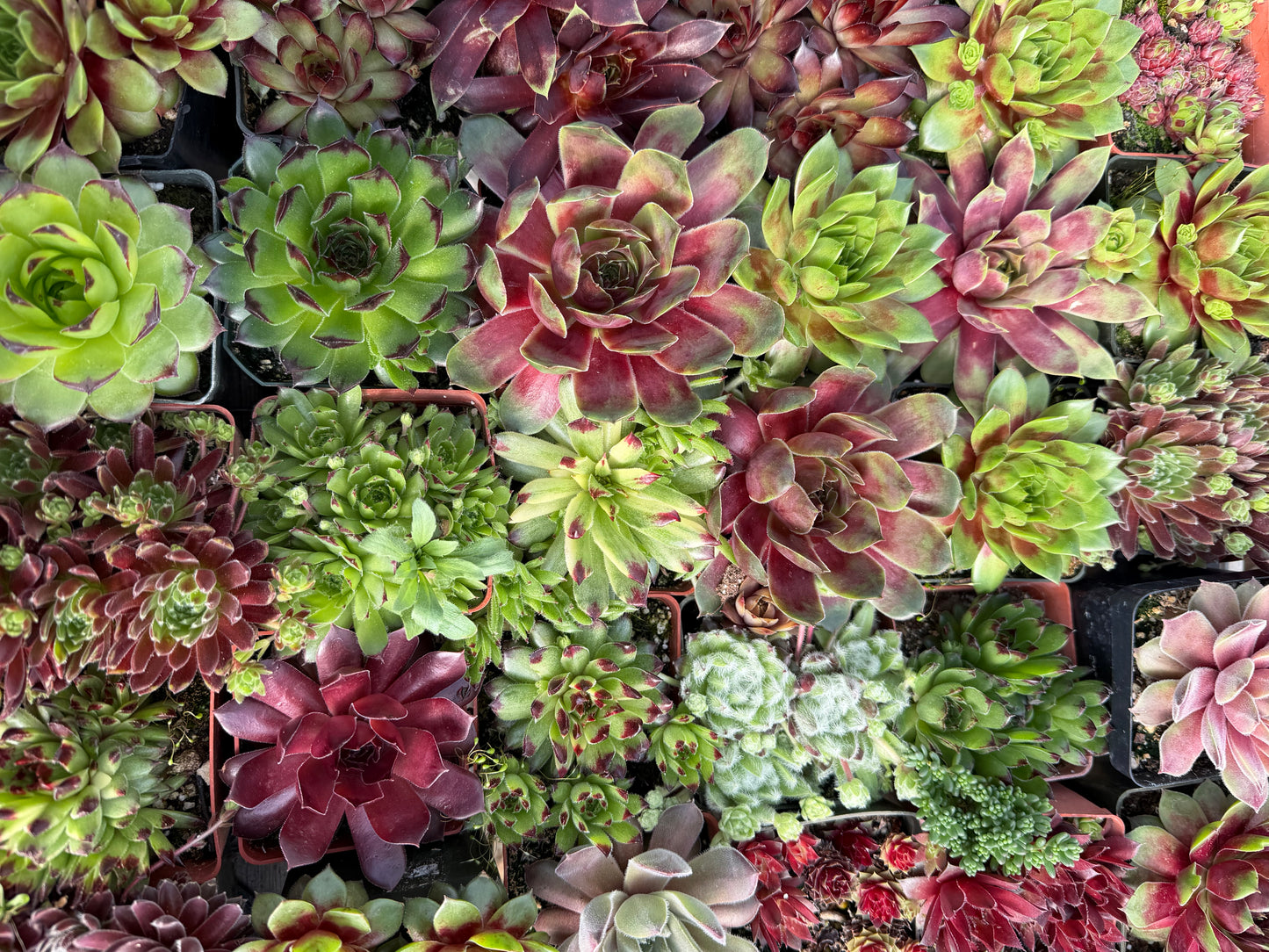 Grower’s Choice Assorted Hens & Chicks Succulents (Sempervivum) 3” Pots, Multiple Pack Sizes