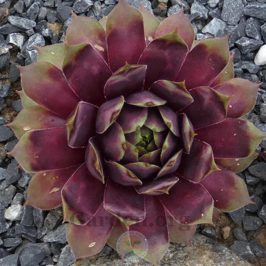 Sempervivum 'Pluto' Hens & Chicks, 4" Pot Live Plant