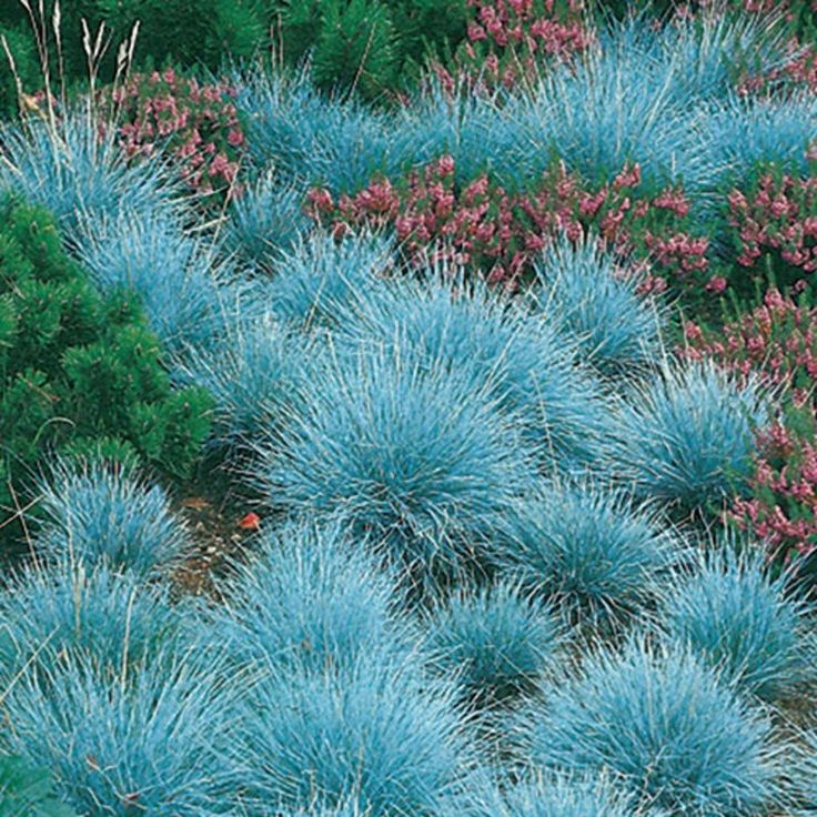 Festuca 'Elijah Blue' Blue Fescue Ornamental Grass, 1 Quart Pot Live Plant