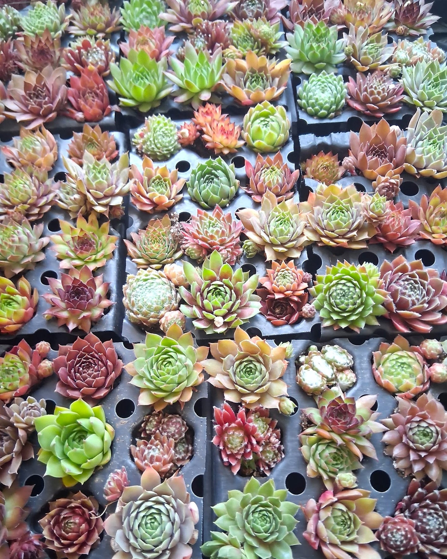 36 Assorted Mini Succulent Plants (3 Dozen) - Hand Selected Live Succulents
