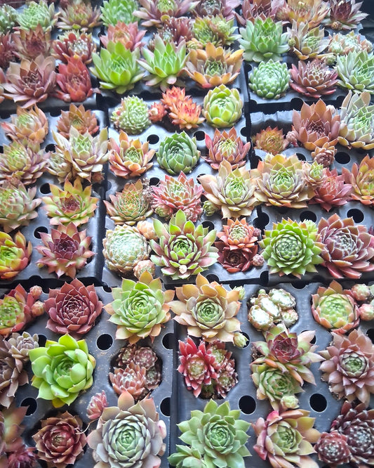 12-Pack Hardy Hens & Chicks Succulents (Sempervivum) – Assorted Variety