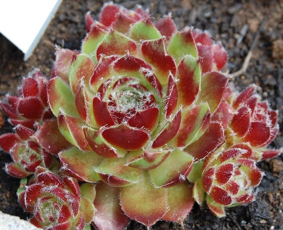 "Carnival" Succulent Hen & Chicks Sempervivum Plant - 4" Pot