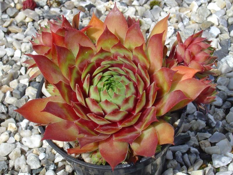 "Carnival" Succulent Hen & Chicks Sempervivum Plant - 4" Pot