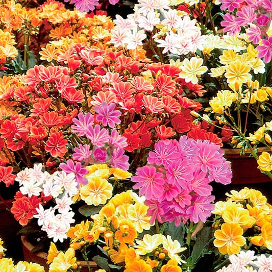 Rainbow Mix Succulent - Lewisia Cotyledon Plant - 1 quart pot