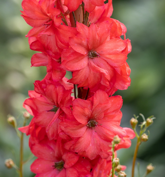 Red Lark Delphinium Plant - 1 gallon pot