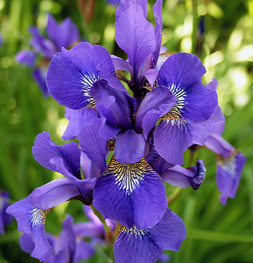 Siberian Iris 'Caesar's Brother', 1 Gallon Pot Live Plant