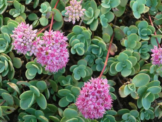 Pink Mongolian Stonecrop Sedum Succulent Plant (Sedum Ewersii aka Hylotelephium ewersii) - 4" Pot