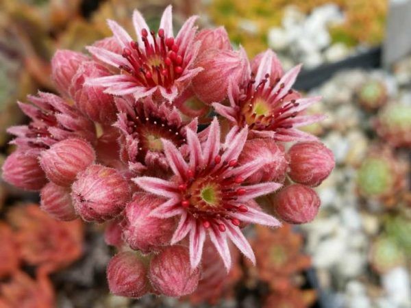 Sempervivum 'Faramir' Chicks & Hens, 4" Pot Live Plant