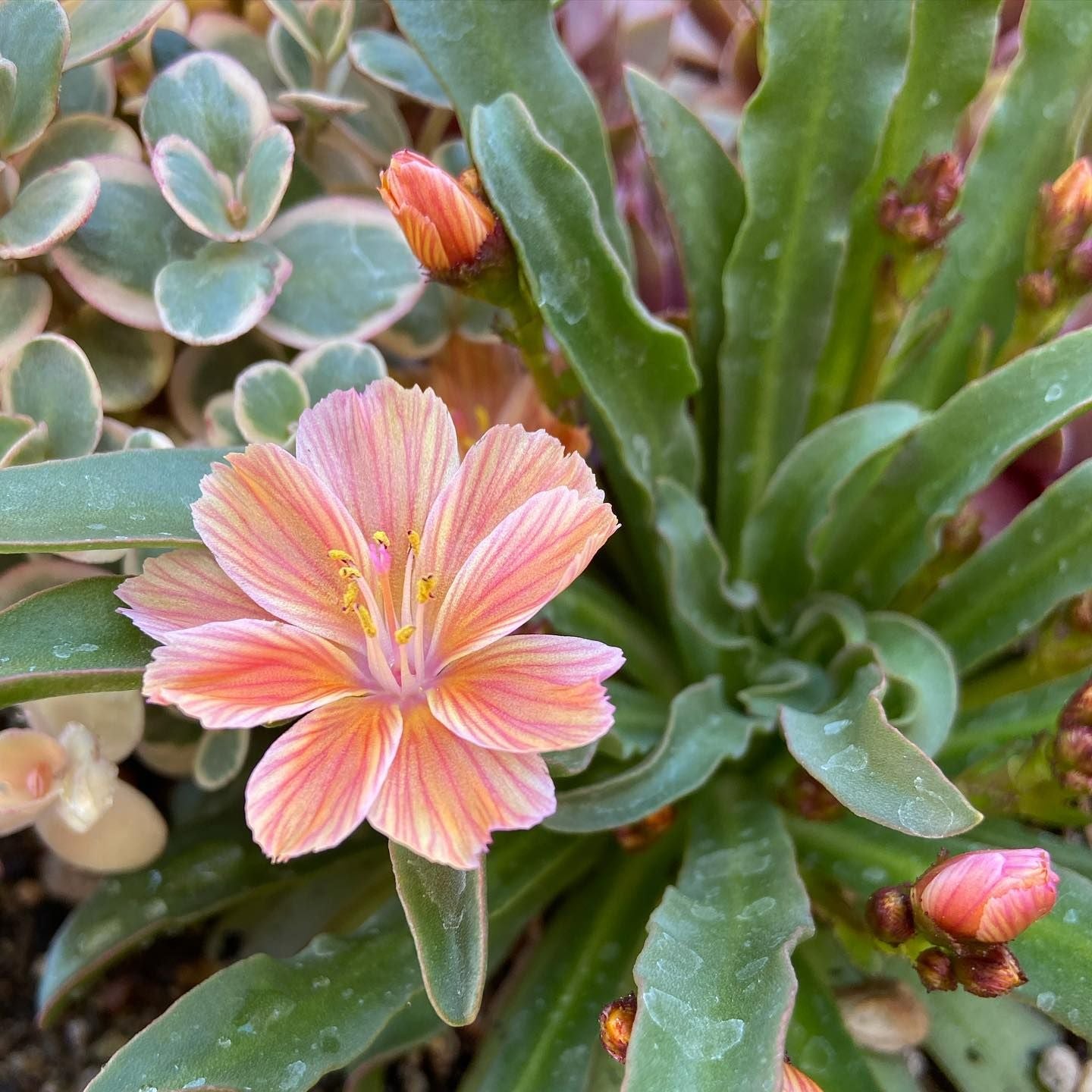 Little Peach Lewisia Plant - 1 quart pot