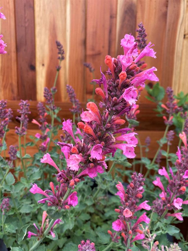 Agastache 'Kudus Ambrosia' Dwarf Hummingbird Mint, 1 Quart Pot Live Plant