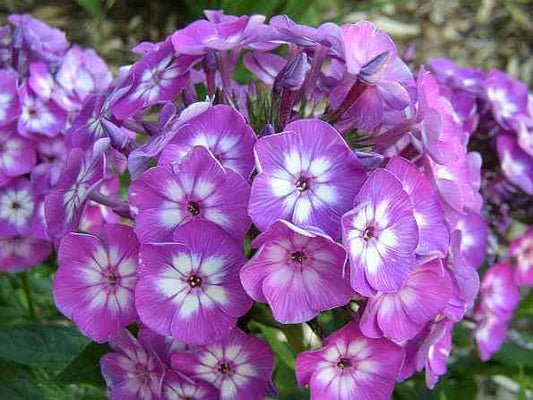 Laura Garden Phlox Flowering Plant - 1 gallon pot