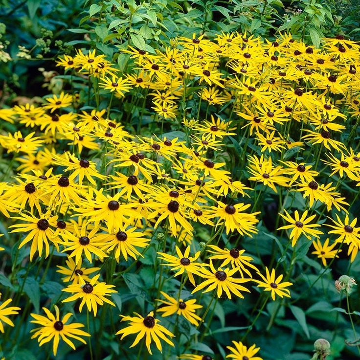 Goldsturm Black-Eyed Susan - Rudbeckia Plant - 1 quart pot