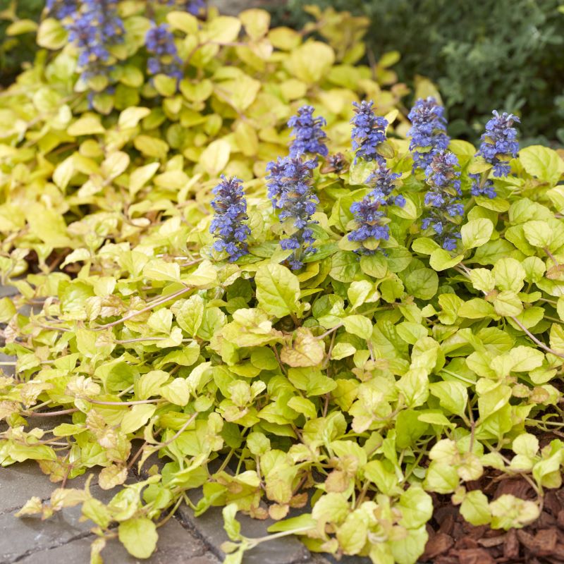 Ajuga Feathered Friends 'Parrot Paradise', 4" Pot Live Plant