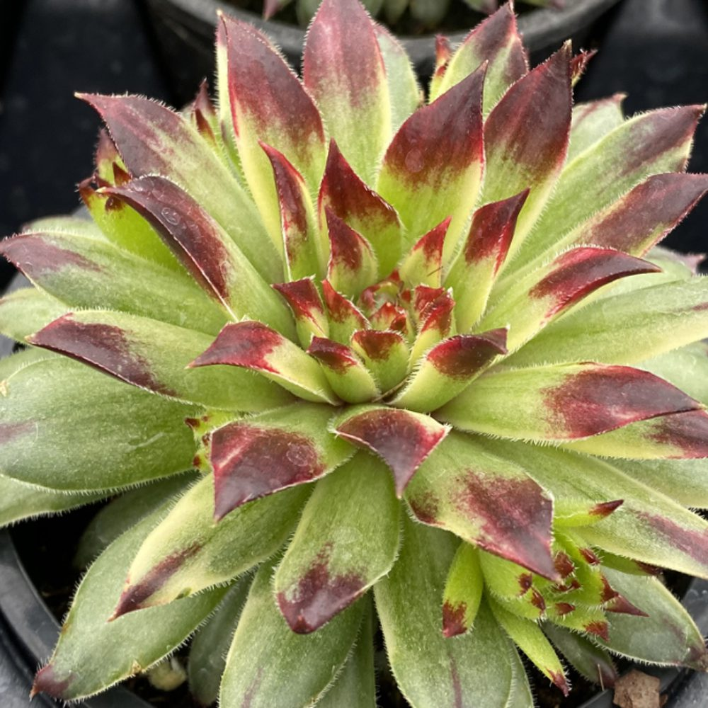 Apple Teaser Succulent - Hens & Chicks Houseleek Plant by Chick Charms® - 4 inch pot